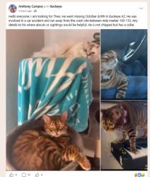 Reunited Male Cat last seen S Palo Verde Rd and W Lower Buckeye Rd, Buckeye, AZ 85343