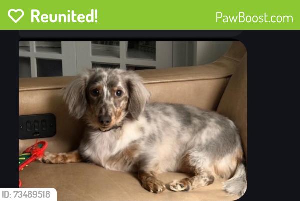 Reunited Male Dog last seen Close to Oakhurst Forest Preserve, Aurora, IL 60505