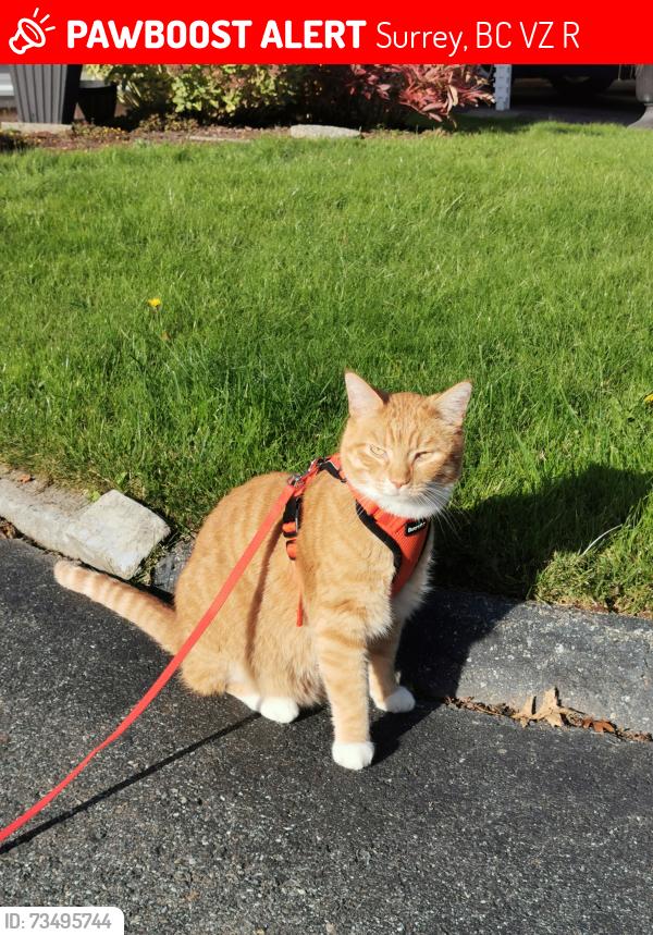Lost Male Cat last seen Grandview Heights, South Surrey 24ave & 160st, Surrey, BC V3Z 0R5