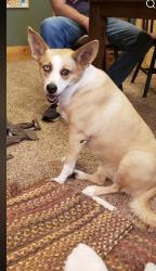 Reunited Female Dog last seen Highway 18 South, Morganton (Laurel Haven Area), Apex, NC 27523
