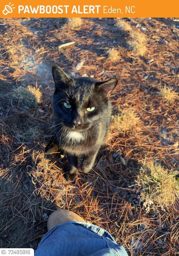Found/Stray Male Cat last seen J E Holmes Middle School, Eden, NC 27288