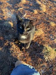 Found/Stray Male Cat last seen J E Holmes Middle School, Eden, NC 27288
