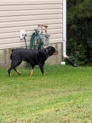 Lost Unknown Dog last seen Greenbrier Neighborhood, Lexington Park, MD 20653