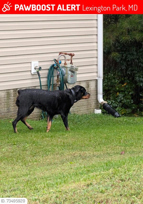 Lost Unknown Dog last seen Greenbrier Neighborhood, Lexington Park, MD 20653