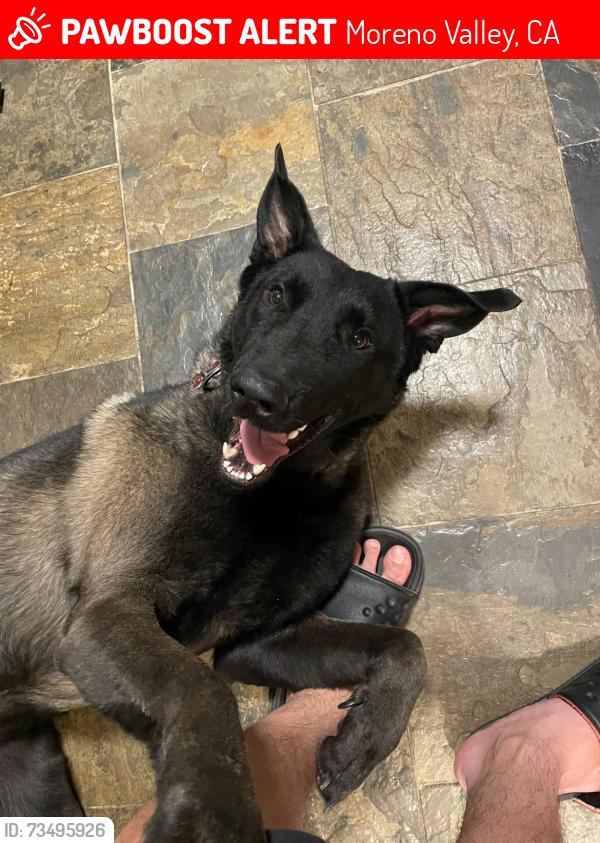 Lost Male Dog last seen Pan Am Blvd, Moreno Valley, CA 92553