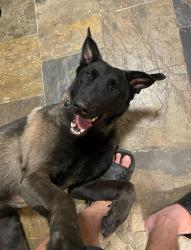 Lost Male Dog last seen Pan Am Blvd, Moreno Valley, CA 92553