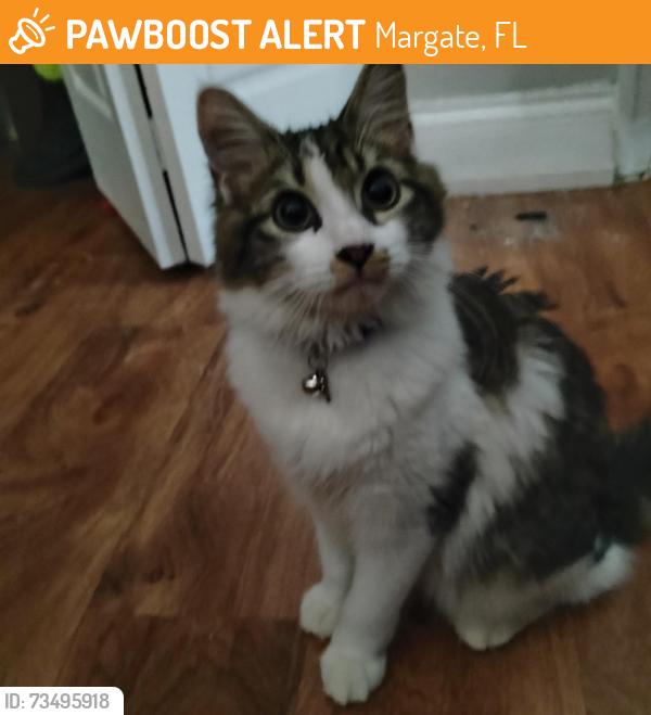 Found/Stray Female Cat last seen Banks road & Atlantic, Margate, FL 33063