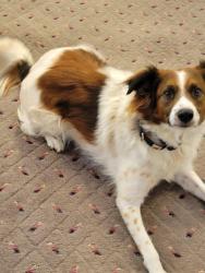 Reunited Male Dog last seen Whole Foods in San Mateo, San Mateo, CA 94401