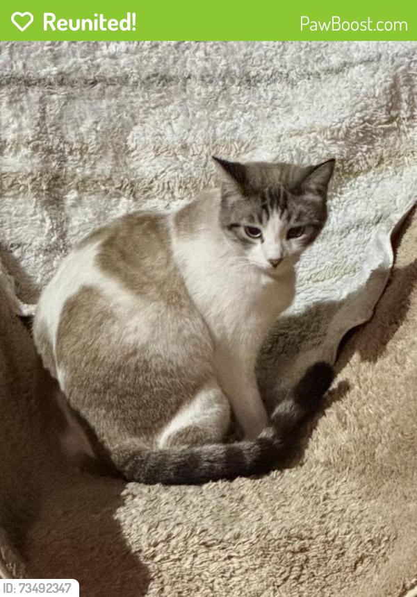 Reunited Female Cat last seen Downing Ct, Rancho Cucamonga, CA 91730, USA, Rancho Cucamonga, CA 91730