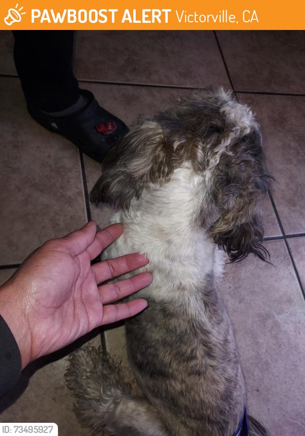 Found/Stray Female Dog last seen Mohave/Lapaz, Victorville, CA 92395