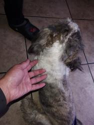 Found/Stray Female Dog last seen Mohave/Lapaz, Victorville, CA 92395