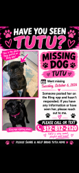 Lost Female Dog last seen georgia trace, San Antonio, TX 78109