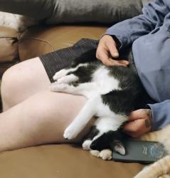 Lost Male Cat last seen 22nd and kossuth, Columbus, OH 43206