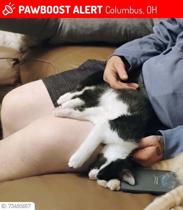 Lost Male Cat last seen 22nd and kossuth, Columbus, OH 43206