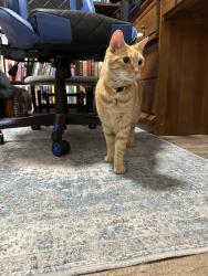 Reunited Unknown Cat last seen Near wendover drive, Hamilton, ON L9C 2S7