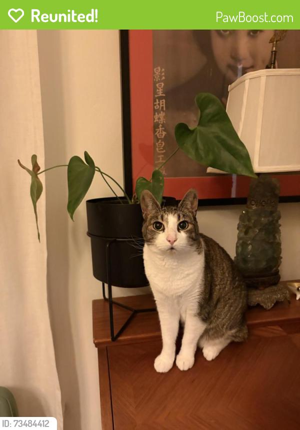 Reunited Female Cat last seen Collingwood, San Francisco, CA 94114