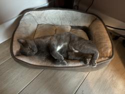 Reunited Male Cat last seen Grand, Port St. Lucie, FL 34952