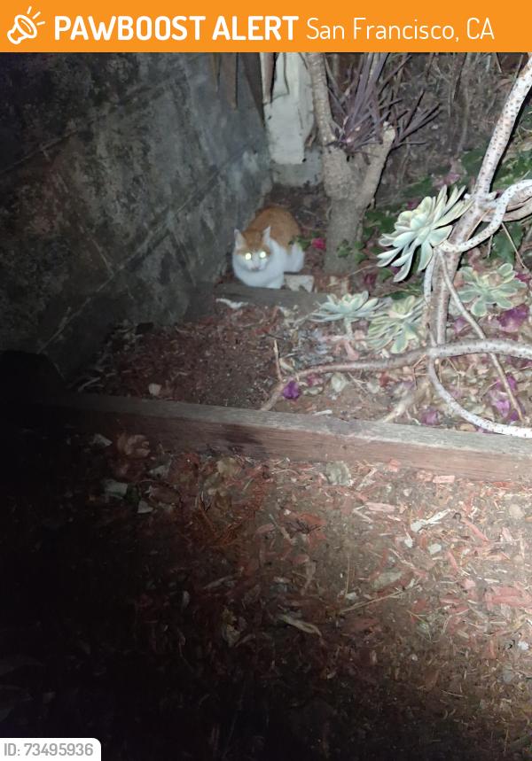 Found/Stray Unknown Cat last seen Aztec, San Francisco, CA 94110