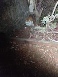 Found/Stray Unknown Cat last seen Aztec, San Francisco, CA 94110