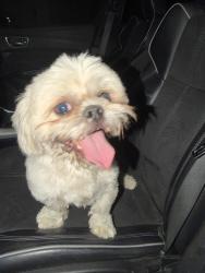 Reunited Male Dog last seen Spring creek and custer, Plano, TX 75023