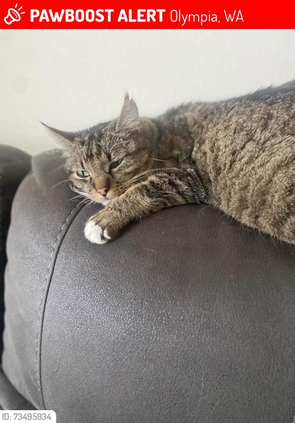 Lost Male Cat last seen Wilson St, Olympia, WA 98501