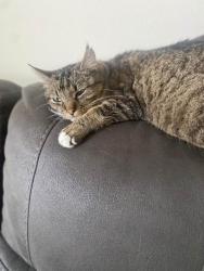 Lost Male Cat last seen Wilson St, Olympia, WA 98501