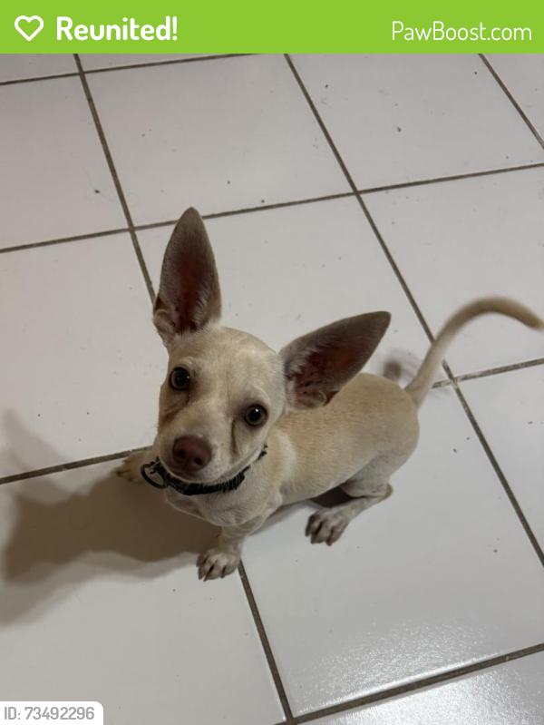 Reunited Male Dog last seen 9th W Levee St, Brownsville, TX 78520