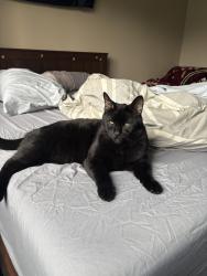 Lost Male Cat last seen Simms and W Chenango, Morrison, CO 80465