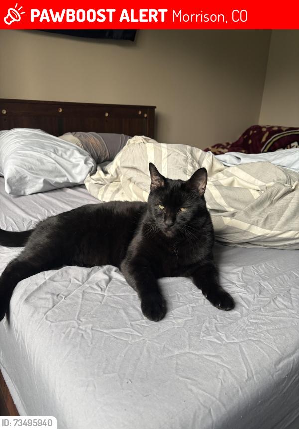 Lost Male Cat last seen Simms and W Chenango, Morrison, CO 80465