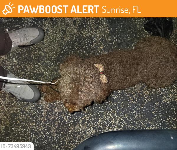Found/Stray Male Dog last seen Sunset strip 72 ave, Sunrise, FL 33313