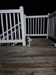 Found/Stray Unknown Cat last seen Spruce street and E North St, Greenville, SC 29607