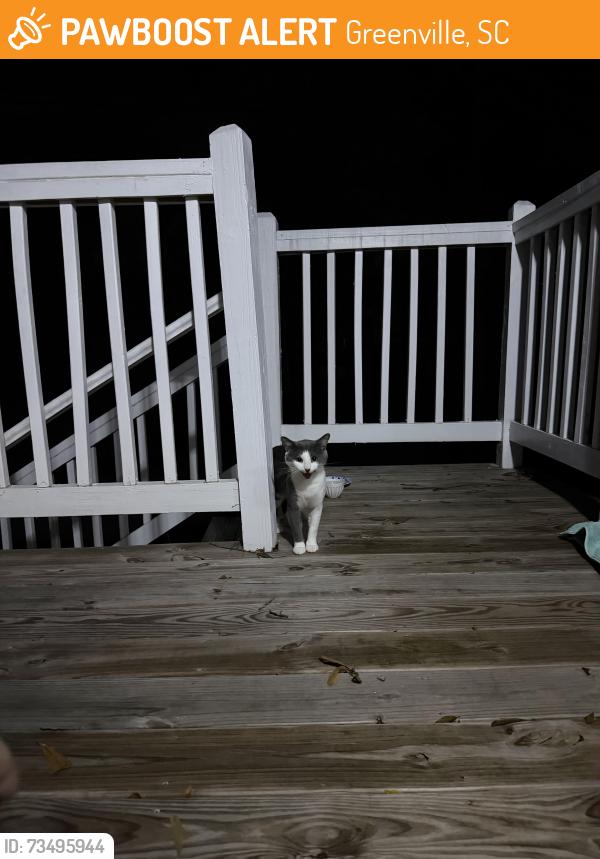 Found/Stray Unknown Cat last seen Spruce street and E North St, Greenville, SC 29607