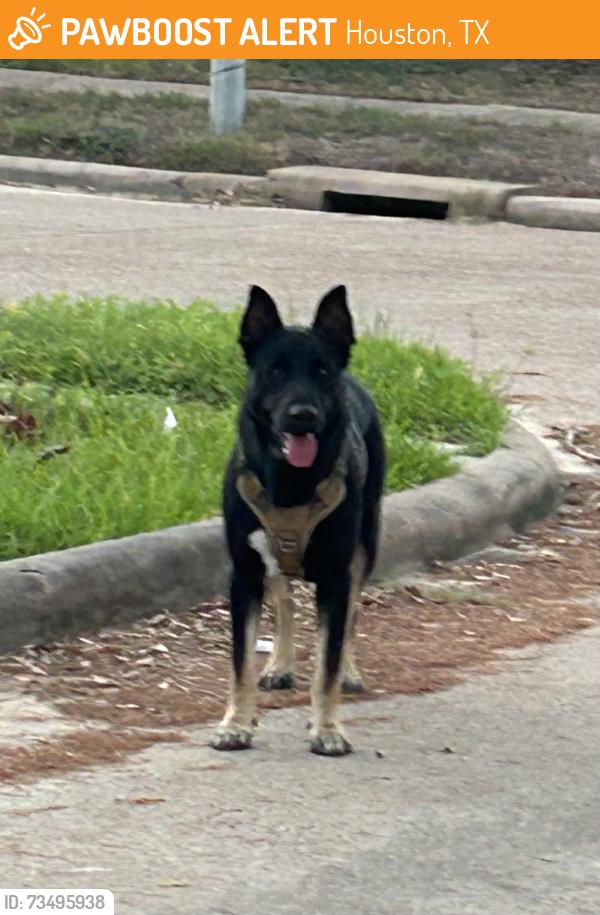 Found/Stray Unknown Dog last seen Antoine and deep forest drive, Houston, TX 77088