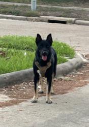 Found/Stray Unknown Dog last seen Antoine and deep forest drive, Houston, TX 77088