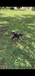 Lost Male Dog last seen Georgia Avenue Pineda st fiske blvd, Cocoa, FL 32922