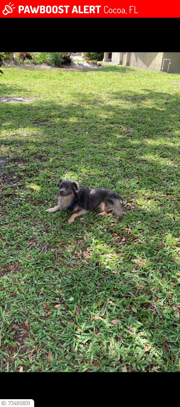 Lost Male Dog last seen Georgia Avenue Pineda st fiske blvd, Cocoa, FL 32922