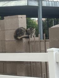 Found/Stray Unknown Cat last seen Elliot and Val Vista, Gilbert, AZ 85234
