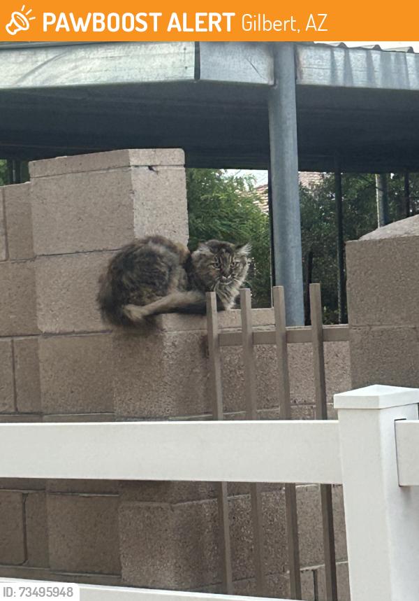 Found/Stray Unknown Cat last seen Elliot and Val Vista, Gilbert, AZ 85234