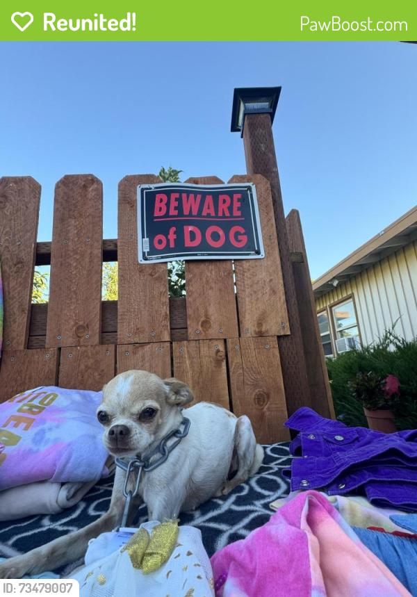 Reunited Female Dog last seen Palmdale blvd and Q17, Palmdale, CA 93550