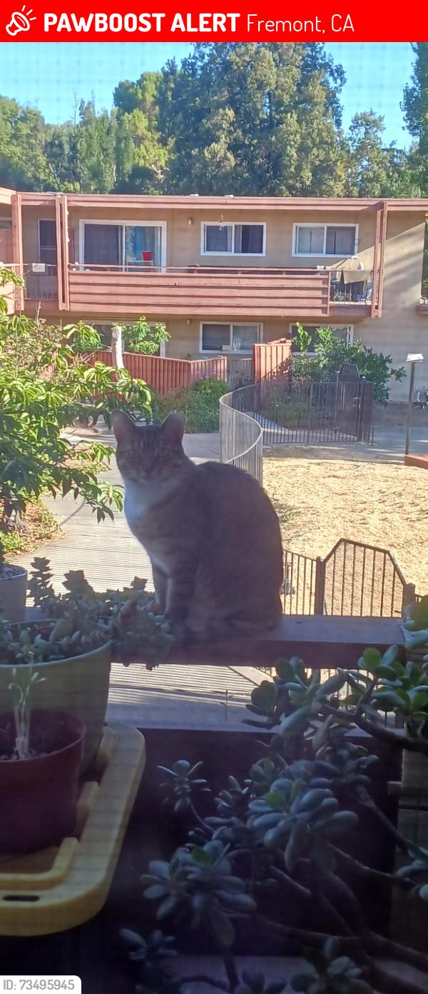 Lost Female Cat last seen Robert's & Carol Ave Fremont, Fremont, CA 94538