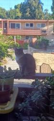 Lost Female Cat last seen Robert's & Carol Ave Fremont, Fremont, CA 94538