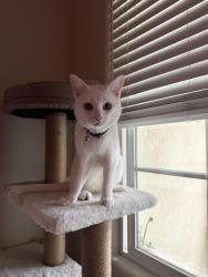 Reunited Male Cat last seen commanche st & sunrise Dr, Gilroy, CA 95020
