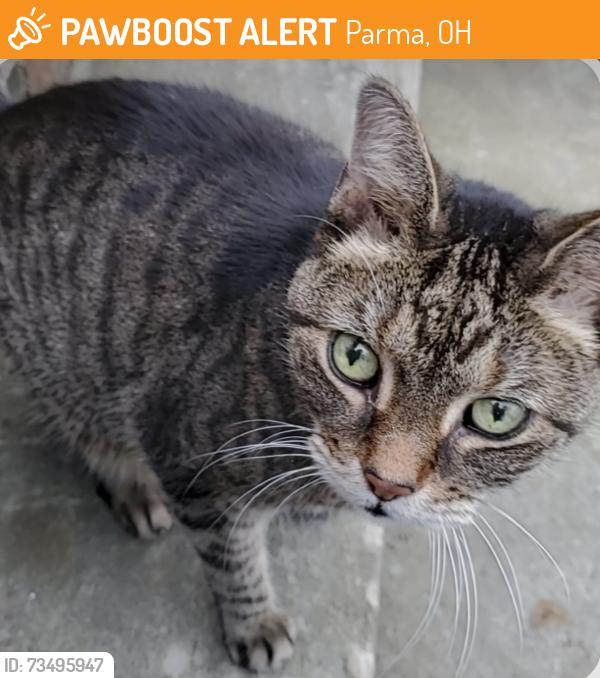 Found/Stray Unknown Cat last seen Albertly ave, Parma, OH 44134