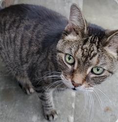 Found/Stray Unknown Cat last seen Albertly ave, Parma, OH 44134