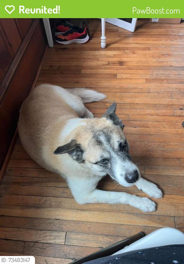 Reunited Female Dog last seen 221a forest city NC, Forest City, NC 28043