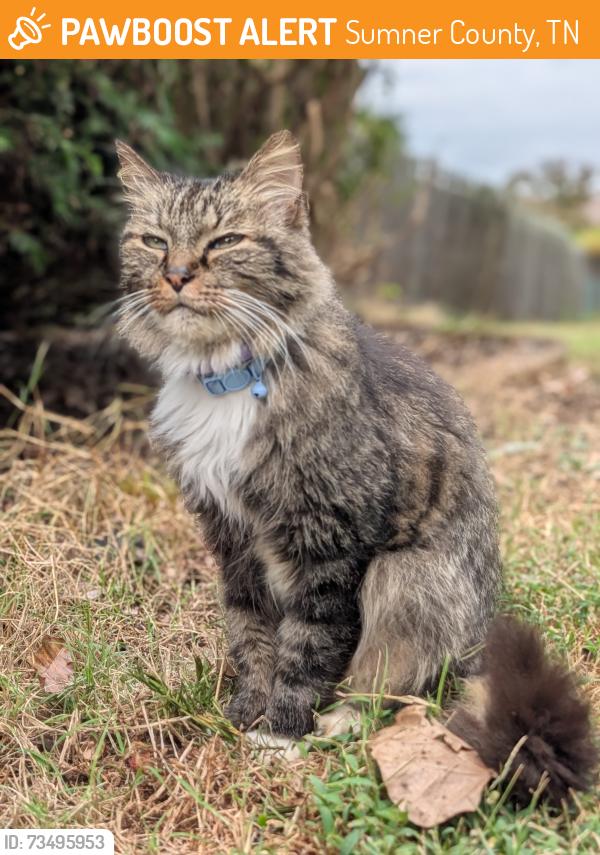 Found/Stray Male Cat last seen Rivermont circle, Sumner County, TN 37066