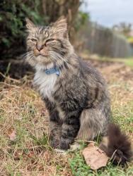 Found/Stray Male Cat last seen Rivermont circle, Sumner County, TN 37066