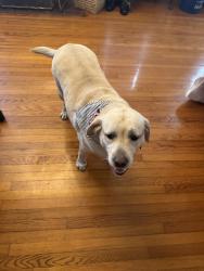 Lost Male Dog last seen Villa Rosa and Oakeller, Tampa, FL 33611