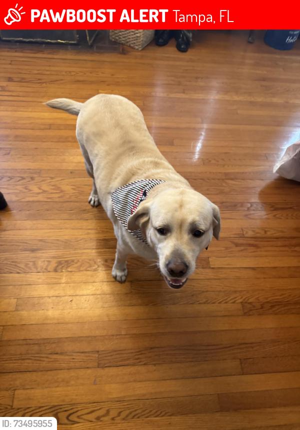 Lost Male Dog last seen Villa Rosa and Oakeller, Tampa, FL 33611