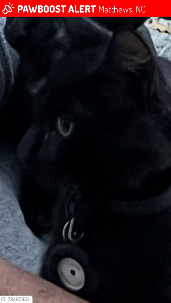 Lost Male Cat last seen Potter rd and forest, Matthews, NC 28104